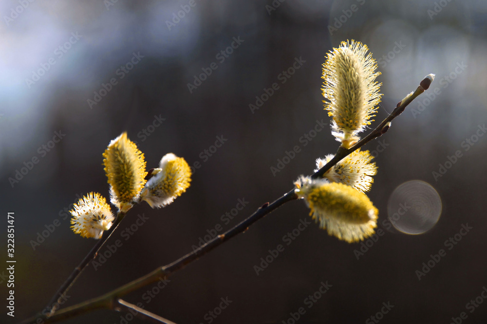 Blooming willow branch in the spring forest, blurred background Blooming willow branch in the spring forest, blurred background