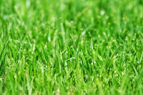 closeup green grass natural background texture. Lawn for the background.