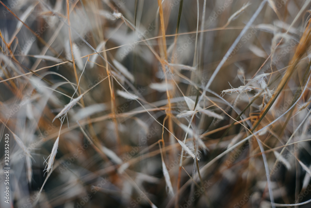 grass grass
