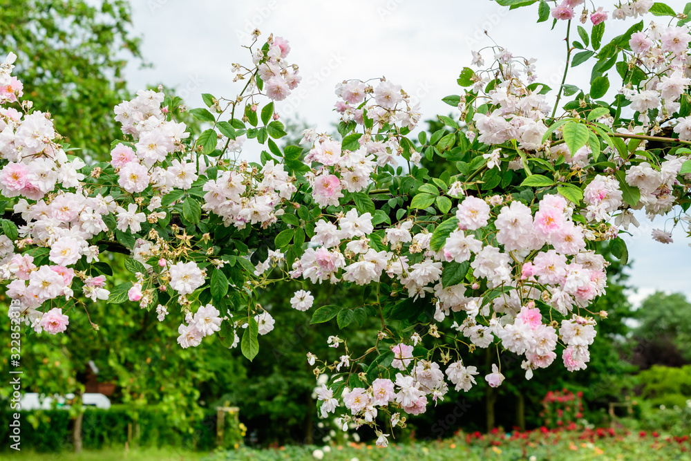 Large green bush with fresh delicate white roses and green leaves in a garden in a sunny summer day, beautiful outdoor floral background Large green bush with fresh delicate white roses and green leaves in a garden in a sunny summer day, beautiful outdoor floral background