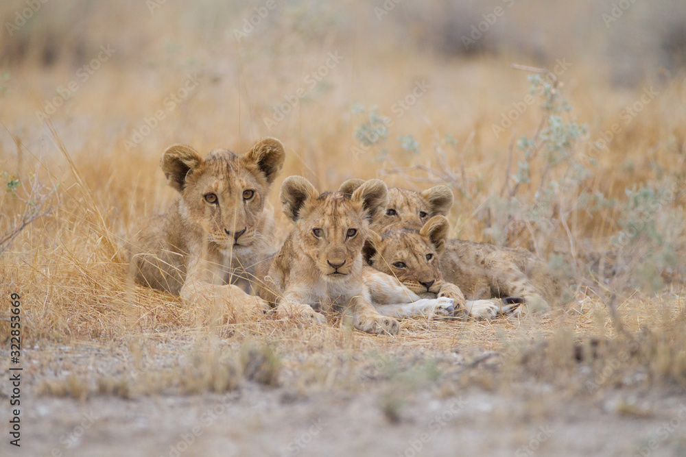 Lion cub, baby lions in the wilderness of Africa Lion cub, baby lions in the wilderness of Africa
