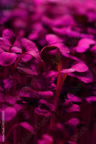 Vegetable greens growing in artificial light texture background. Microgreens for healthy nutrition concept