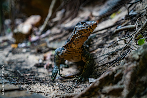Lizard © Tom Irrasch