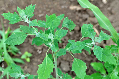 Photos In nature, the grows quinoa (Chenopodium)