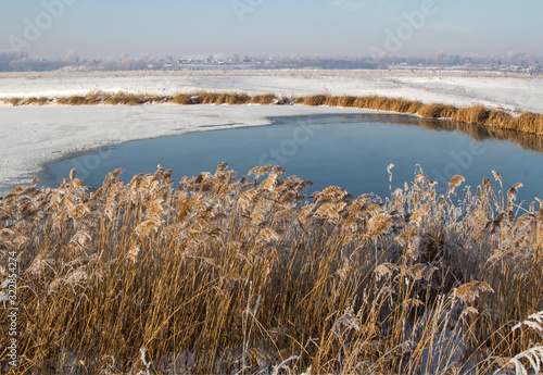 ulrush  covered with hoarfrost  on the shore of a reservoir  against the backdrop of the village. A lot of free space for text.