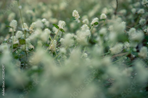 Beautiful small white flowers close up, with shallow depth of field. © krerksak