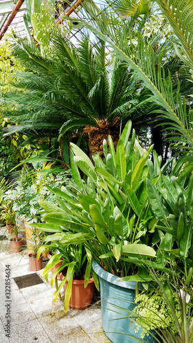 Fototapeta Naklejka Na Ścianę i Meble -  Green Plants Planted in  Botanical Garden