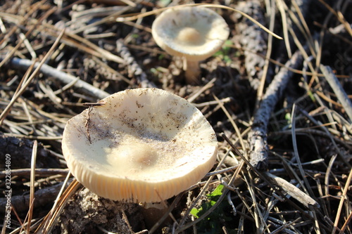 Champignon dunes Bassin Arcachon