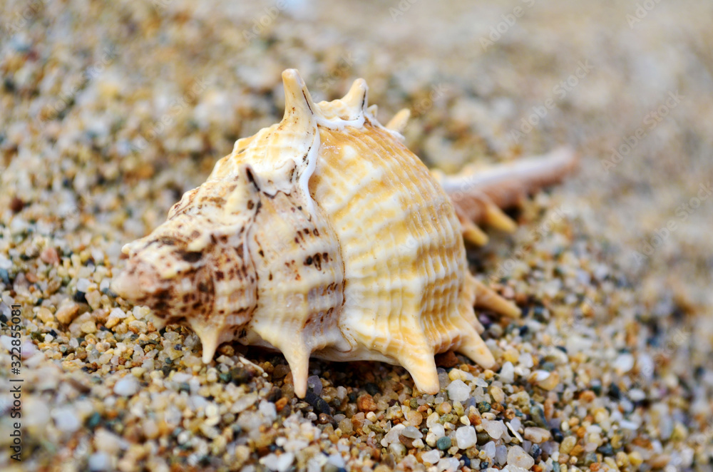 Seashells on the Sand .Summer Holiday