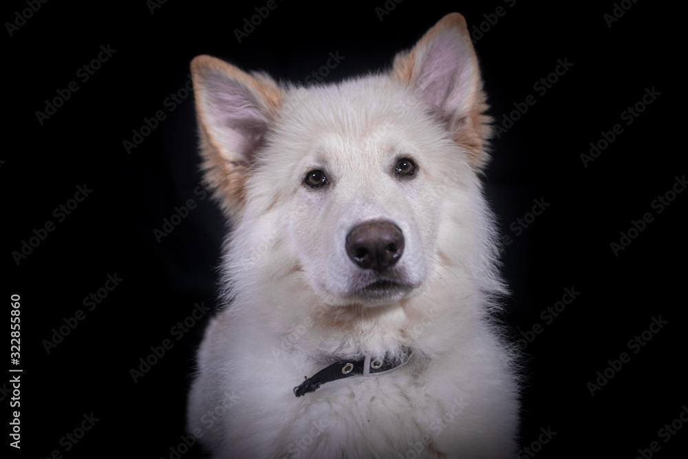 Swiss Shepherd in Photography studio Swiss Shepherd in Photography studio