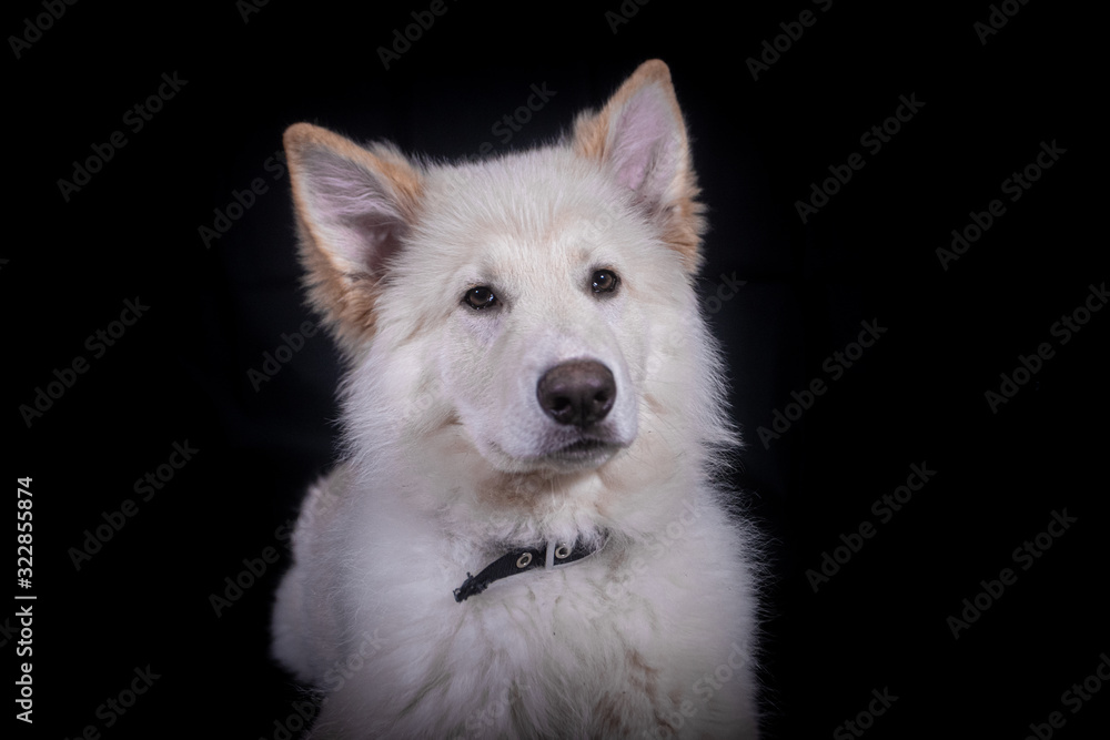 Fototapeta premium Swiss Shepherd in Photography studio