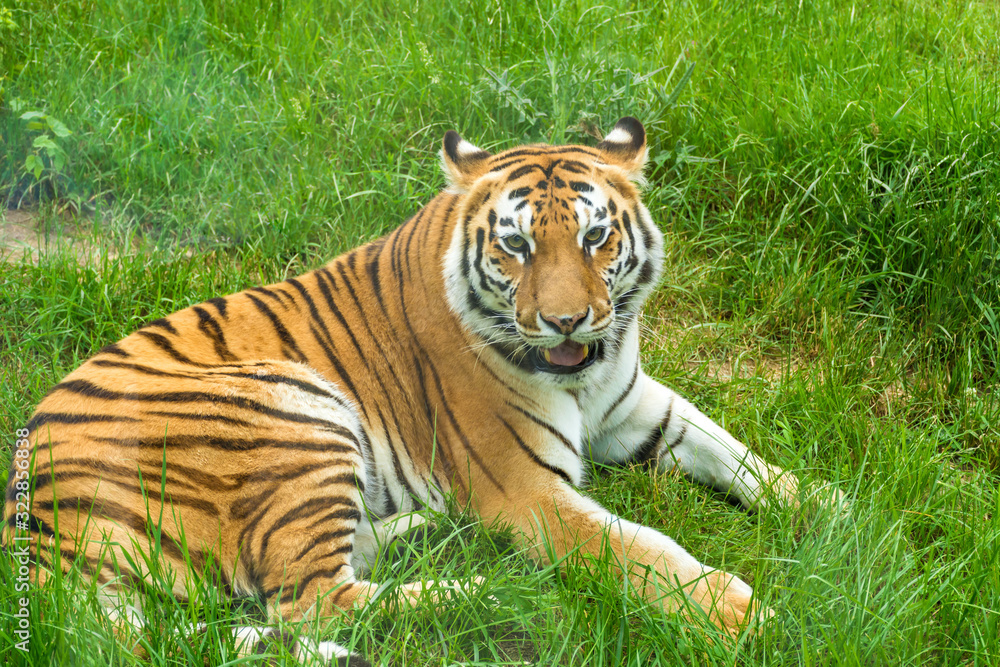 Obraz premium Portrait of Orange Tiger Outdoor