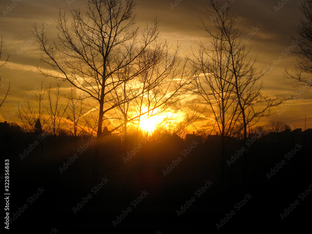 Naklejka premium Sunrise by tree