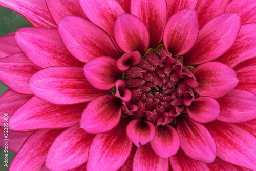 Close-up of a magenta dahlia showing its textures  patterns and details