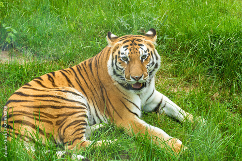 Portrait of Orange Tiger Outdoor