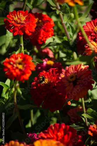 red flowers in the garden natural