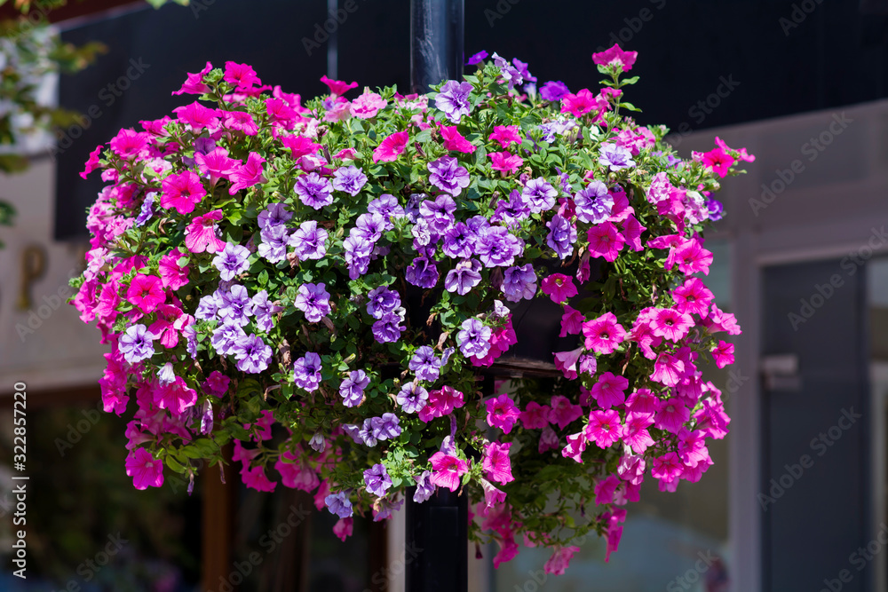 Blooming Pink and Purple Petunia  Flowers in Pot for Street Decoration