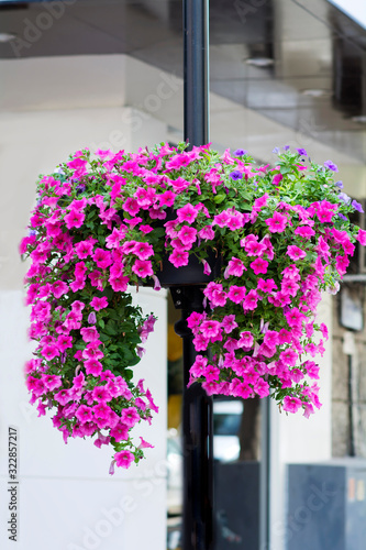 Blooming Pink and Purple Petunia Flowers in Pot for Street Decoration