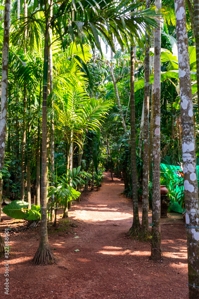 India, Goa - January 2 2020 - A path in the Indian forest India, Goa - January 2 2020 - A path in the Indian forest