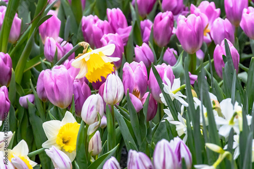 Fototapeta Naklejka Na Ścianę i Meble -  Violette Frühlings Tulpen mit gelben und weissen Narzissen
