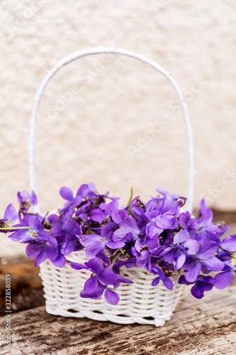 Beautiful Violets Flowers  in a Small White  Basket 