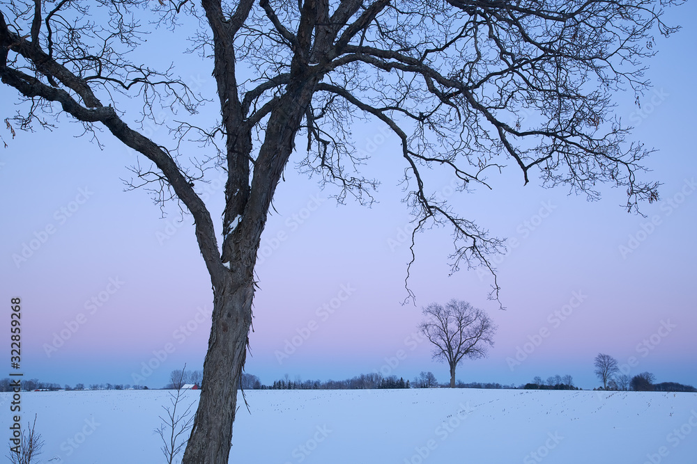 Rural, winter landscape of bare trees at dawn, Michigan, USA Rural, winter landscape of bare trees at dawn, Michigan, USA