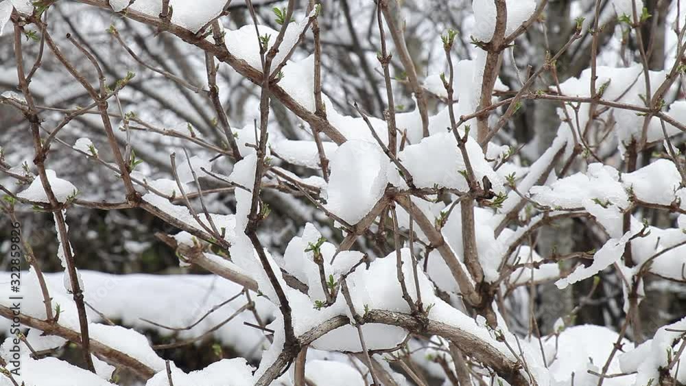 Tree branches covered with snow melting down Tree branches covered with snow melting down