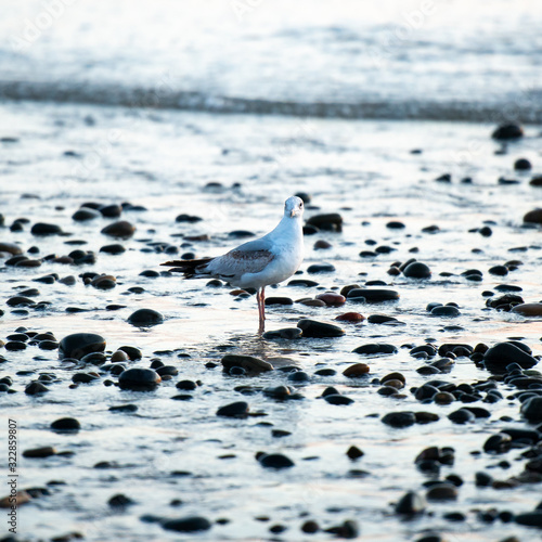 seagull on beach