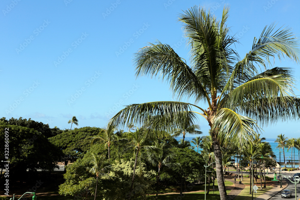 Tropical Palm