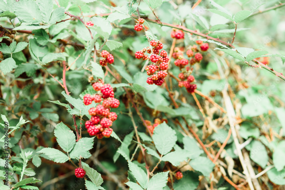 young unripe blackberries hang in clusters on a green Bush during the ripening period in summer young unripe blackberries hang in clusters on a green Bush during the ripening period in summer