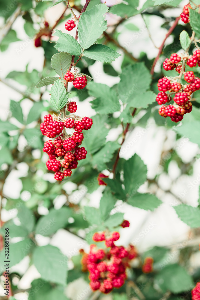 young unripe blackberries hang in clusters on a green Bush during the ripening period in summer young unripe blackberries hang in clusters on a green Bush during the ripening period in summer