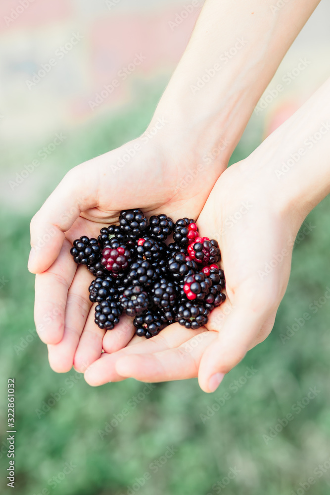 Organic fruit, young harvested, ripe blackberries in the hands of a farmer during the harvest period in summer Organic fruit, young harvested, ripe blackberries in the hands of a farmer during the harvest period in summer