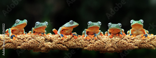 Flying frog on branch, beautiful tree frog on green leaves, rachophorus reinwardtii, Javan tree frog