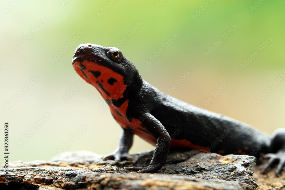Salamander red belly front view, red belly amphibian closeup, salamander red belly on wood Salamander red belly front view, red belly amphibian closeup, salamander red belly on wood