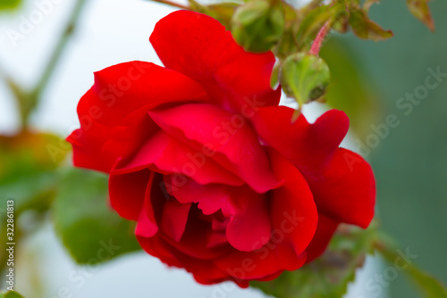 red rose in garden