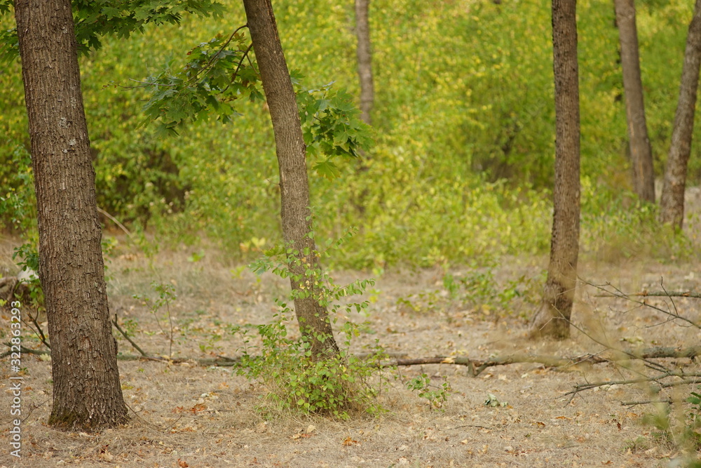 Trees trunks with green leaves in autumn forest. Trees trunks with green leaves in autumn forest.