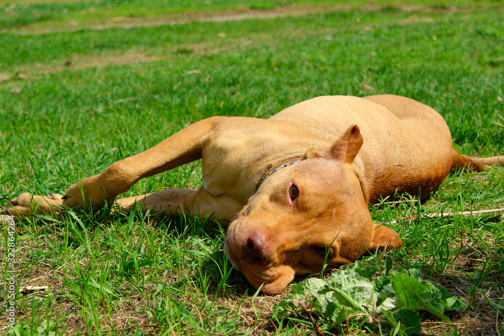 Animals, pets concept. Cute ginger pitbull terrier lying on green grass. Dog relaxing outdoors. Animals, pets concept. Cute ginger pitbull terrier lying on green grass. Dog relaxing outdoors.