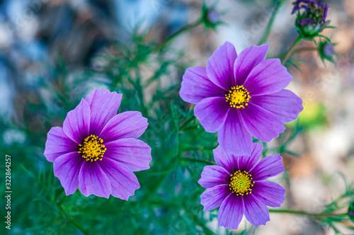 Three Purple Daises