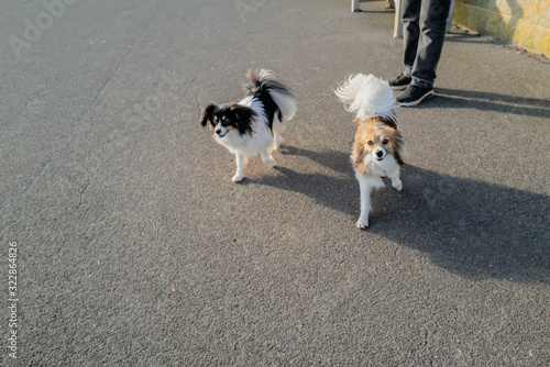 Two Papillon dogs running free towards the camera on a tarmac promenade
