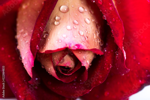 red rose bouquet isolated on white background