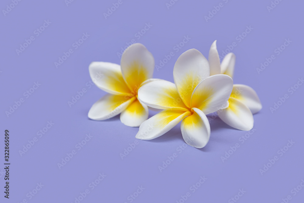 Naklejka premium Beautiful white flowers frangipani plumeria alba on violet background.