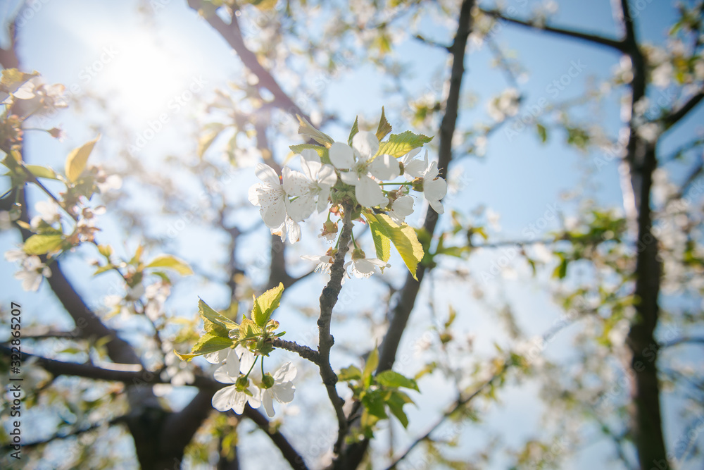 Gardening in spring. Spring Flowering branch on background blue sky. Cherry Blossom. White flowers on tree branch, selective focus