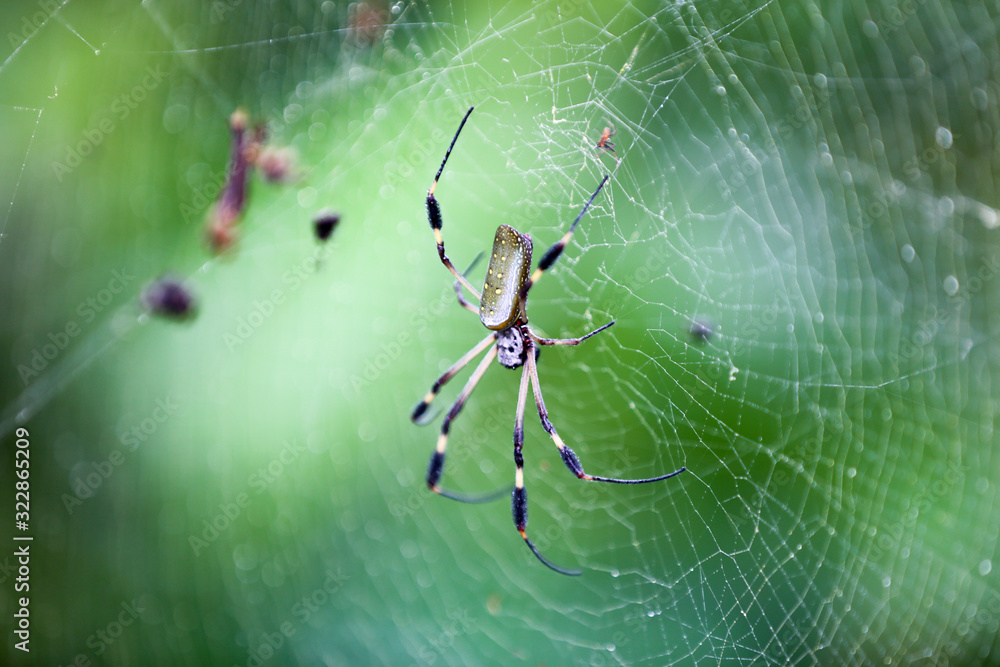 Banana Spider Costa Rica Insect wild life Banana Spider Costa Rica Insect wild life