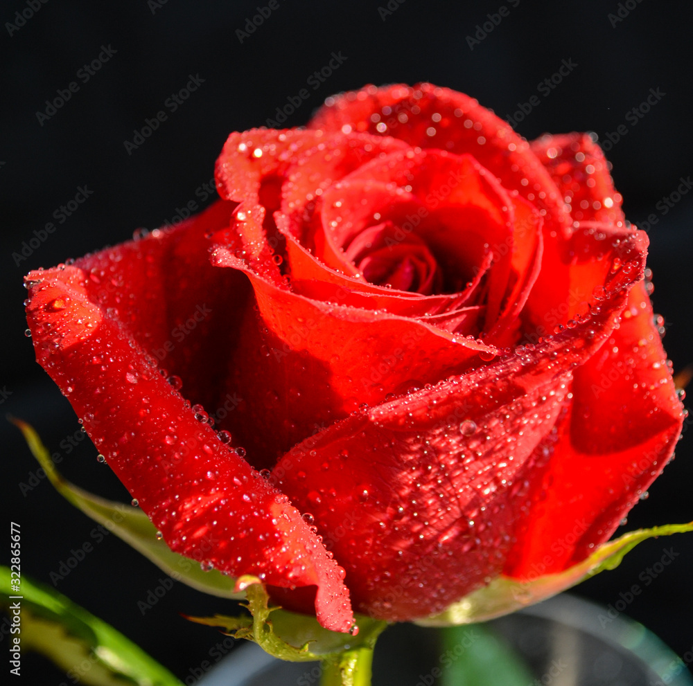 red rose with water drops red rose with water drops