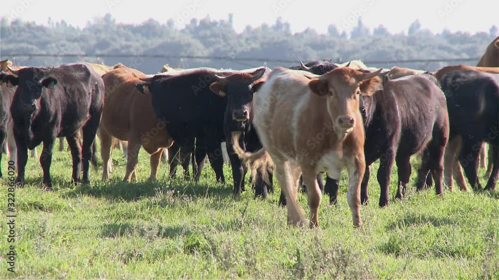 herd of cows grazing in Alentejo, Portugal herd of cows grazing in Alentejo, Portugal