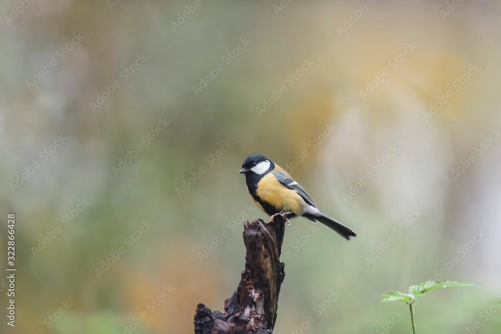 Fototapeta premium Great tit on a tree stump in autumn forest.