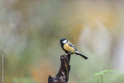 Great tit on a tree stump in autumn forest.