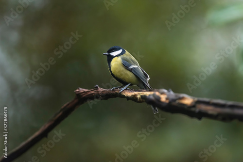Great tit on a branch in autumn woods.