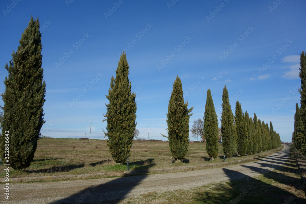 Tuscan scenery of a white country road lined with cypress trees against a background of a blue sky with few clouds. Italy.