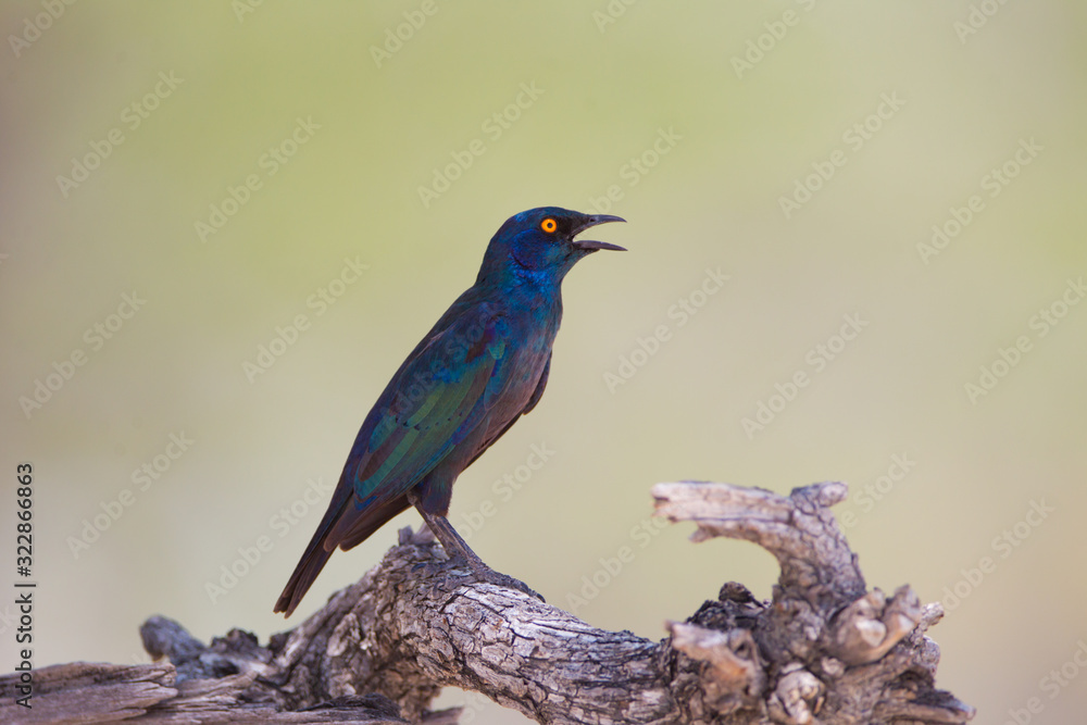 Glossy starling, starling in the wilderness of Africa Glossy starling, starling in the wilderness of Africa